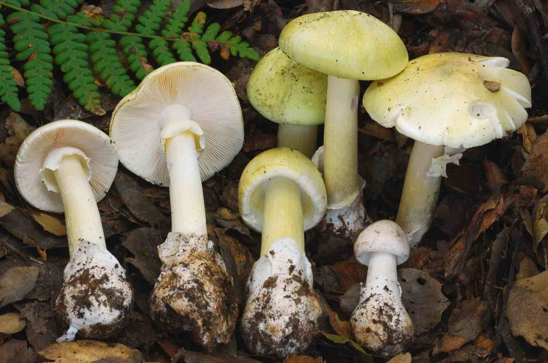 Deadly 'Silent Assassin' Mushrooms Spreading in Oak Bay, Victoria: What You Need to Know