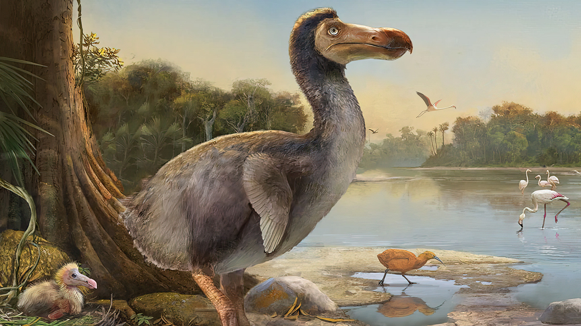 Dodo Bird Was Actually Fast and Powerful: New Research Debunks Myth