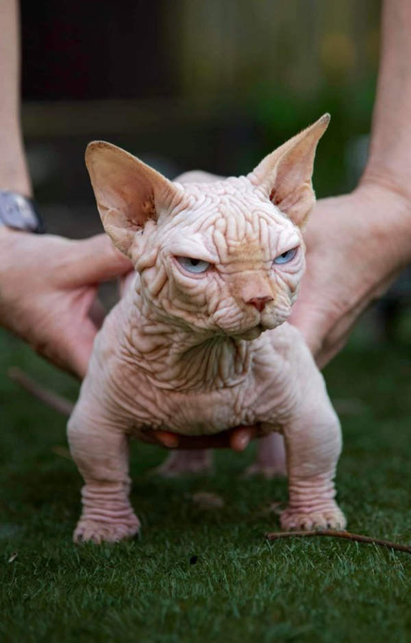 Don't Buy This Cat: New 'Bully Cat' Breed Raises Concerns For Animal Welfare Experts