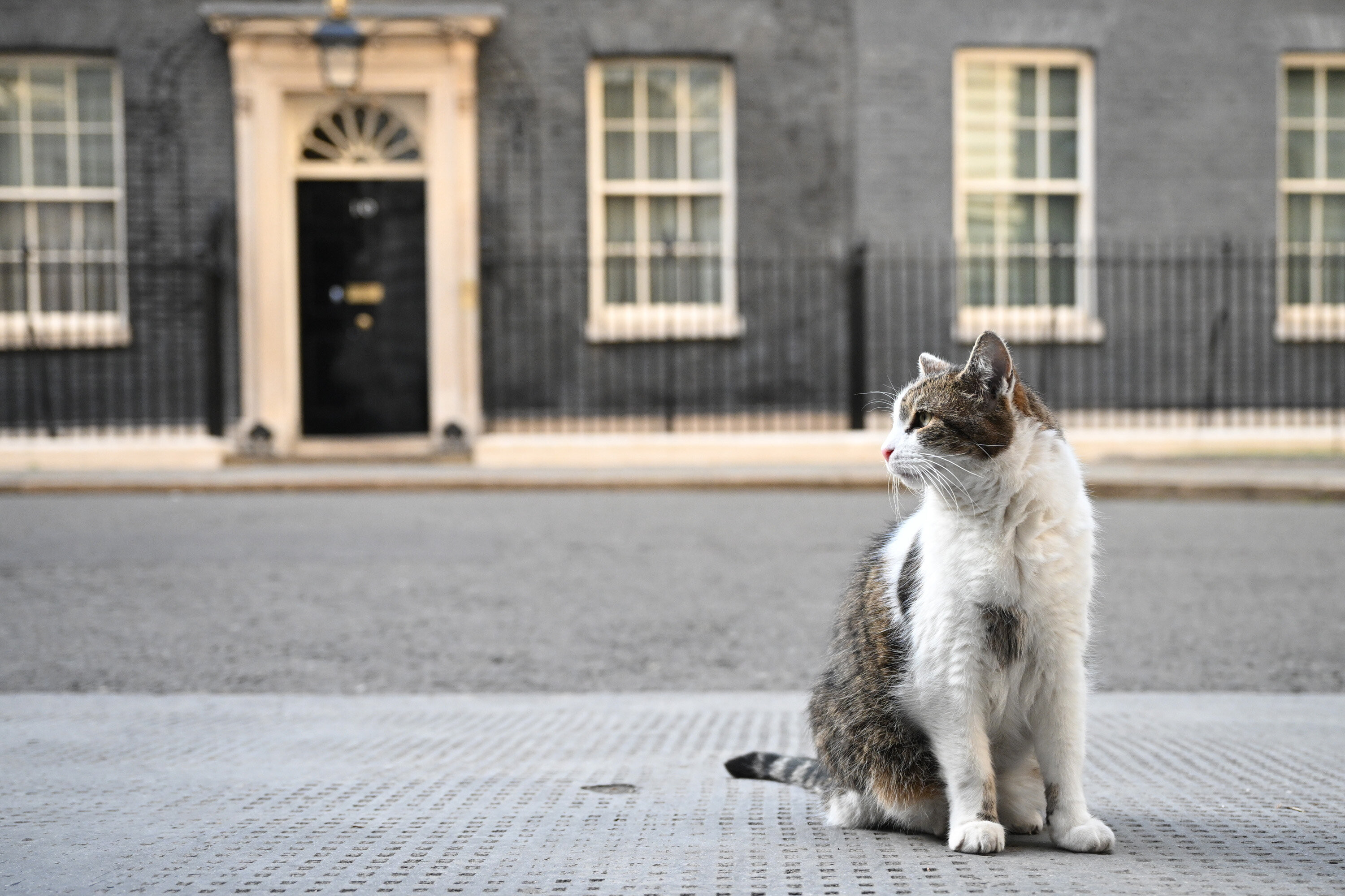 Downing Street Has a Secret Plan for Larry the Cat's Death: Operation 'Larry Bridges'