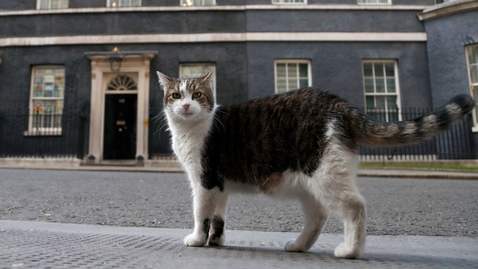 Downing Street Officials Draw Up Plans for the Death of Larry the Cat