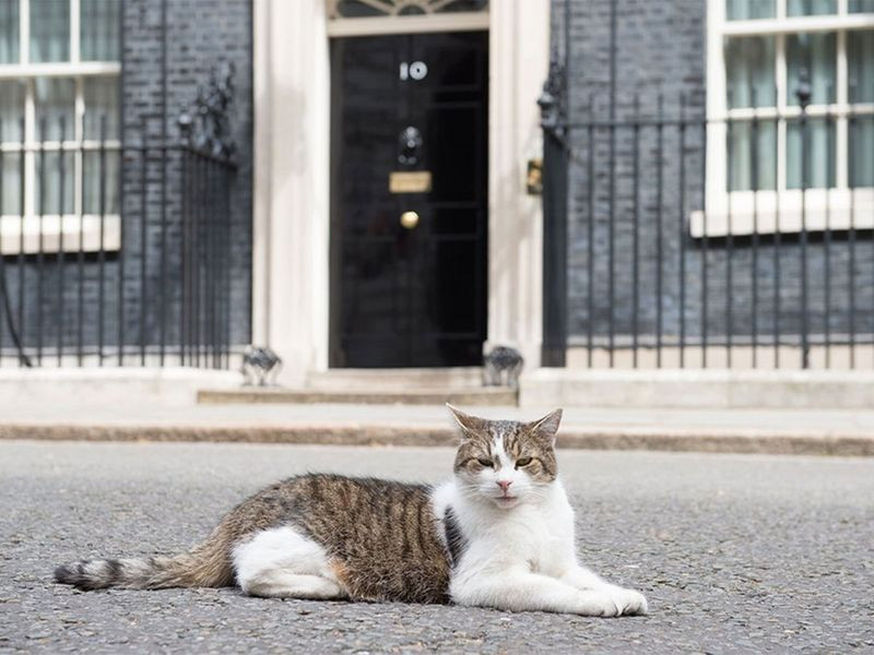 Downing Street Prepares for the Passing of Larry the Cat, a Beloved Symbol of British Politics