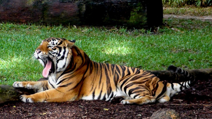 Dreamworld Tiger Attack: Experienced Handler Hospitalized with 'Serious' Injuries