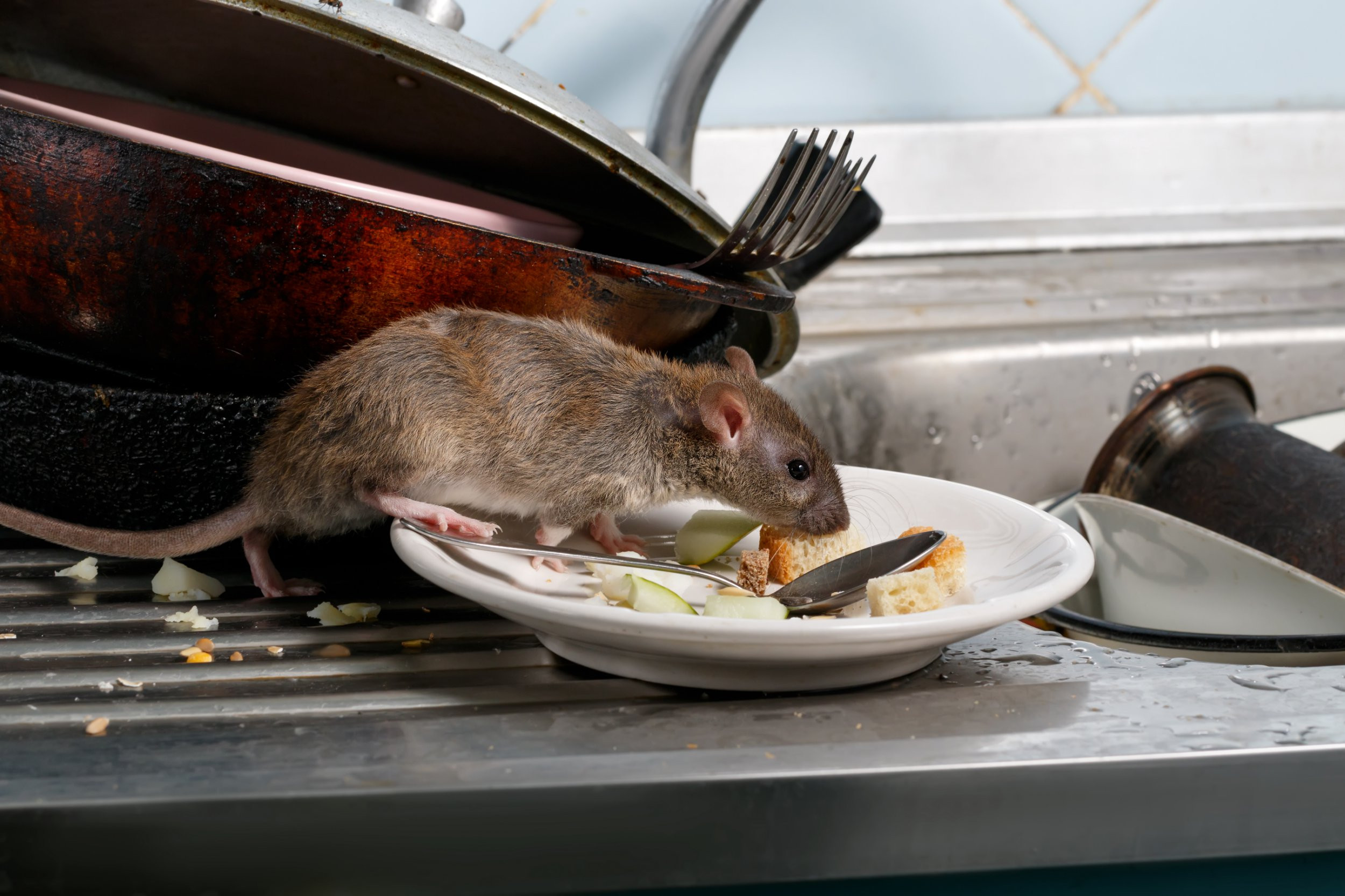 Dublin Pub Closure: Rodent Droppings and Cockroach Infestation Shut Down City Center Businesses!