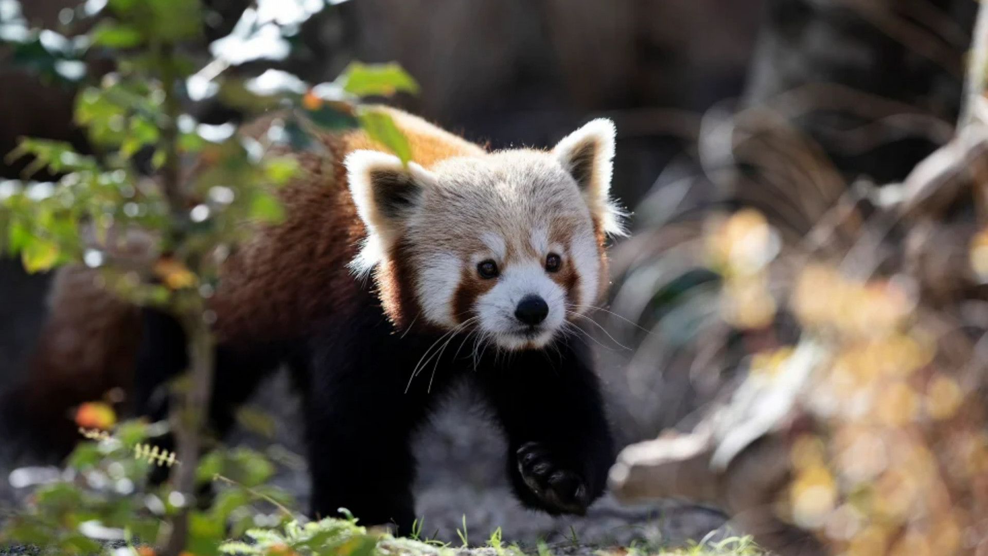 Dublin Zoo Offering Half-Price Tickets for Two Weekends Only: Don't Miss Out!