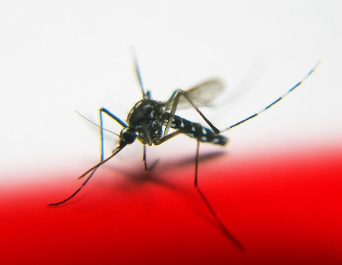 Eastern Equine Encephalitis (EEE) Virus Outbreak: What You Need to Know About This Deadly Mosquito-Borne Illness