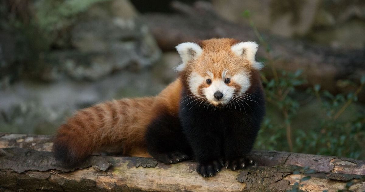 Edinburgh Zoo: Baby Red Panda Dies From Fireworks Stress, Sparking Calls for Tighter Restrictions