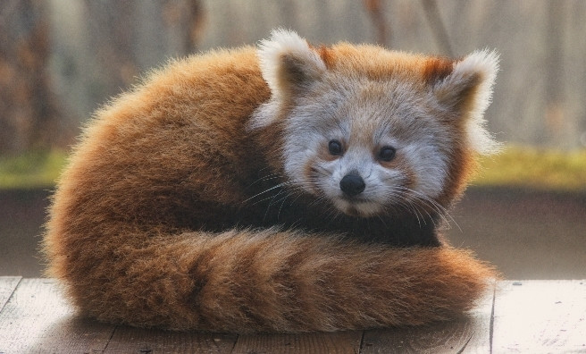 Edinburgh Zoo: Baby Red Panda Dies From Fireworks Stress, Sparking Calls for Tighter Restrictions