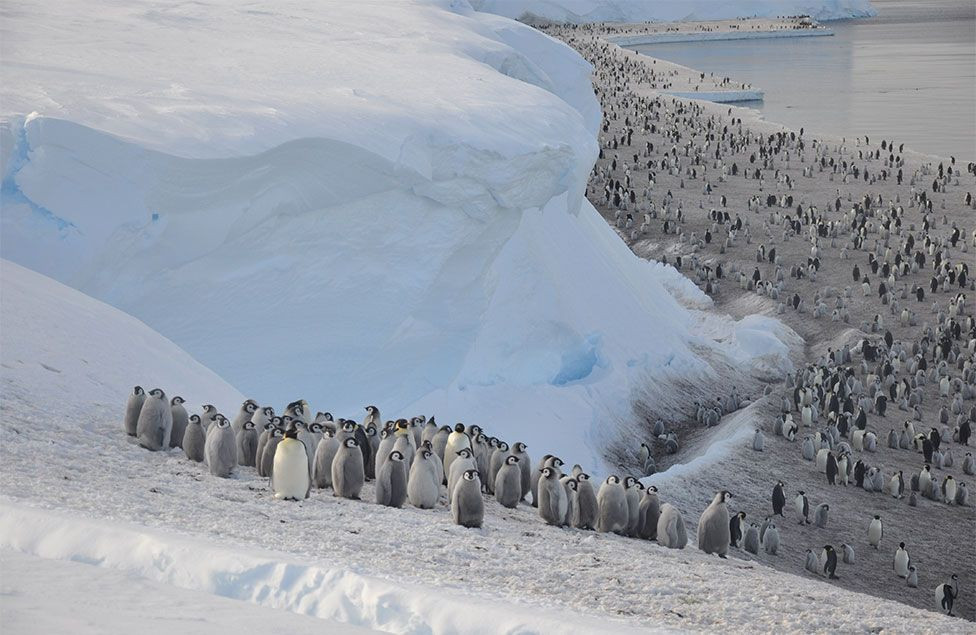 Emperor Penguin Found Thousands of Miles From Home in Australia: Climate Change Connection?