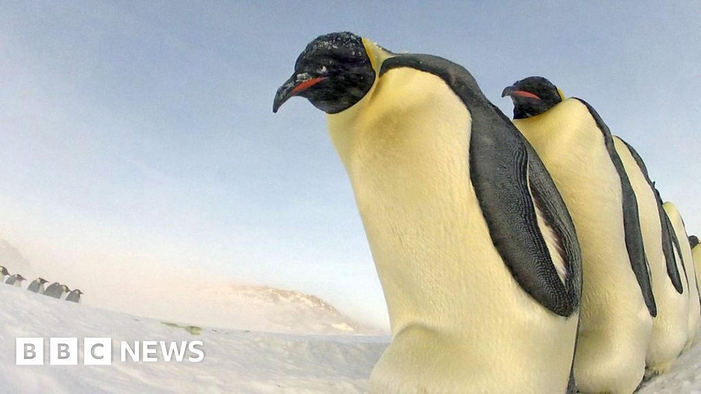 Emperor Penguin Found Thousands of Miles From Home in Australia: Climate Change Connection?