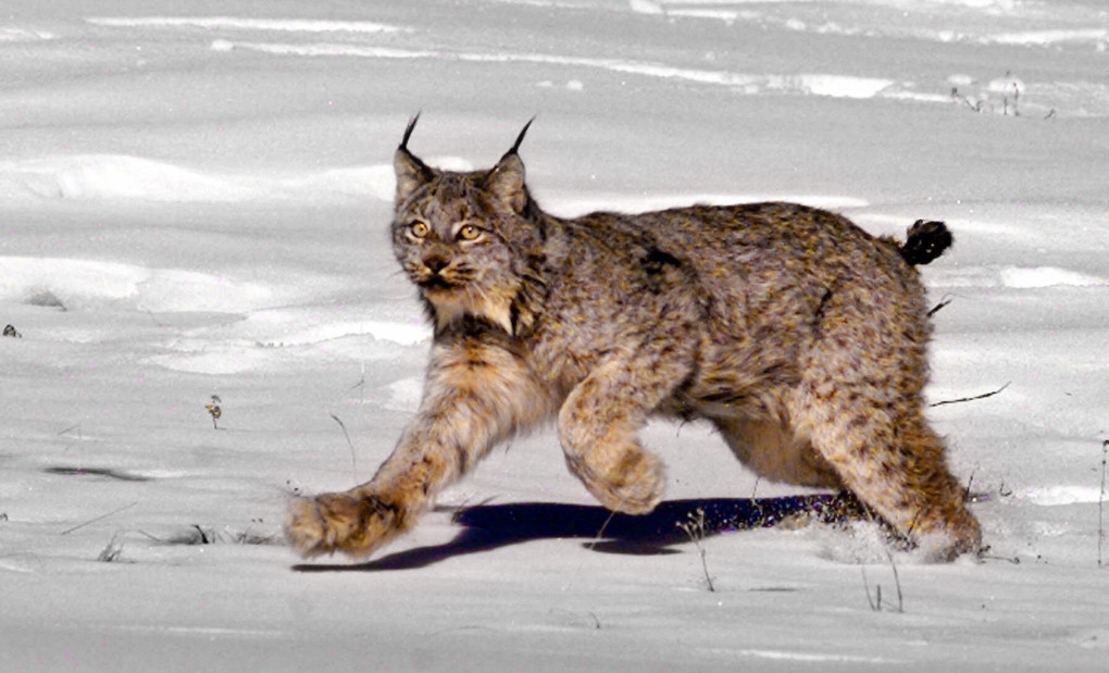 Endangered Canada Lynx Spotted in Vermont for the First Time Since 2018