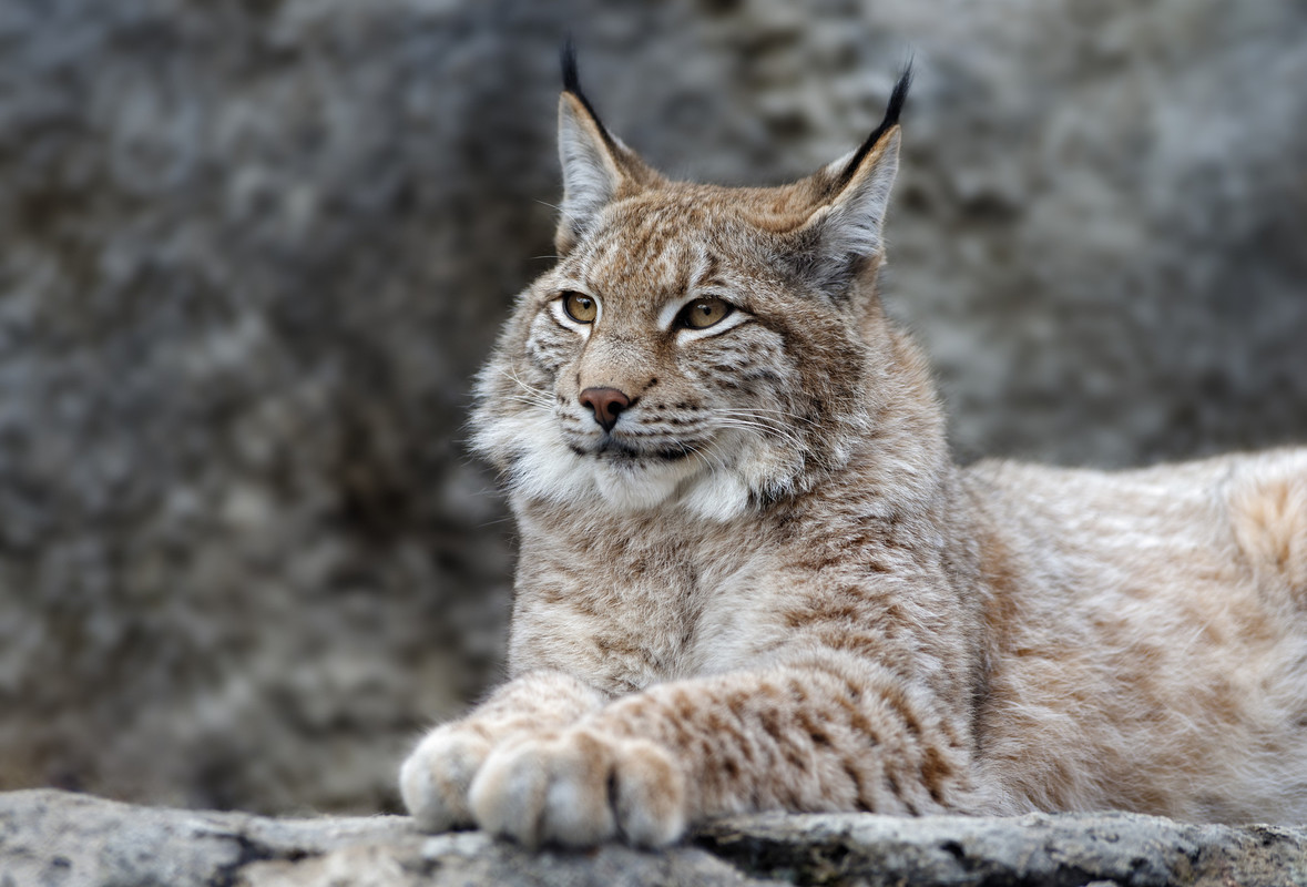 Endangered Canada Lynx Spotted in Vermont for the First Time Since 2018