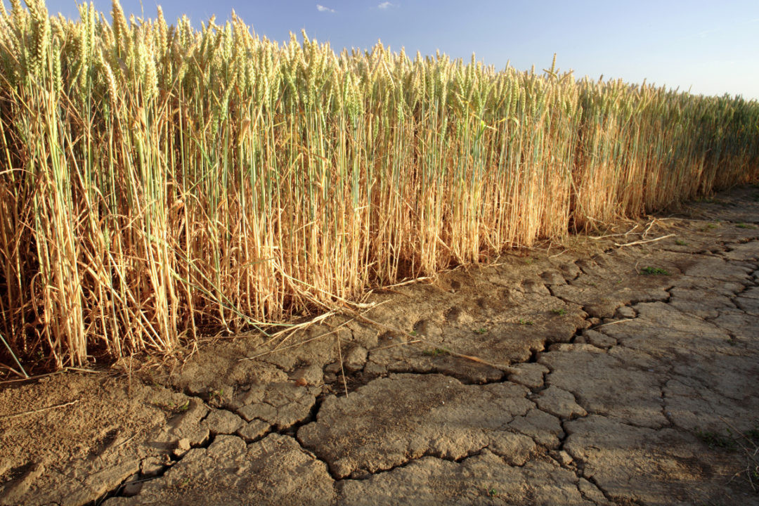 EU Approves €400 Million Aid for Romanian Farmers Hit by Drought