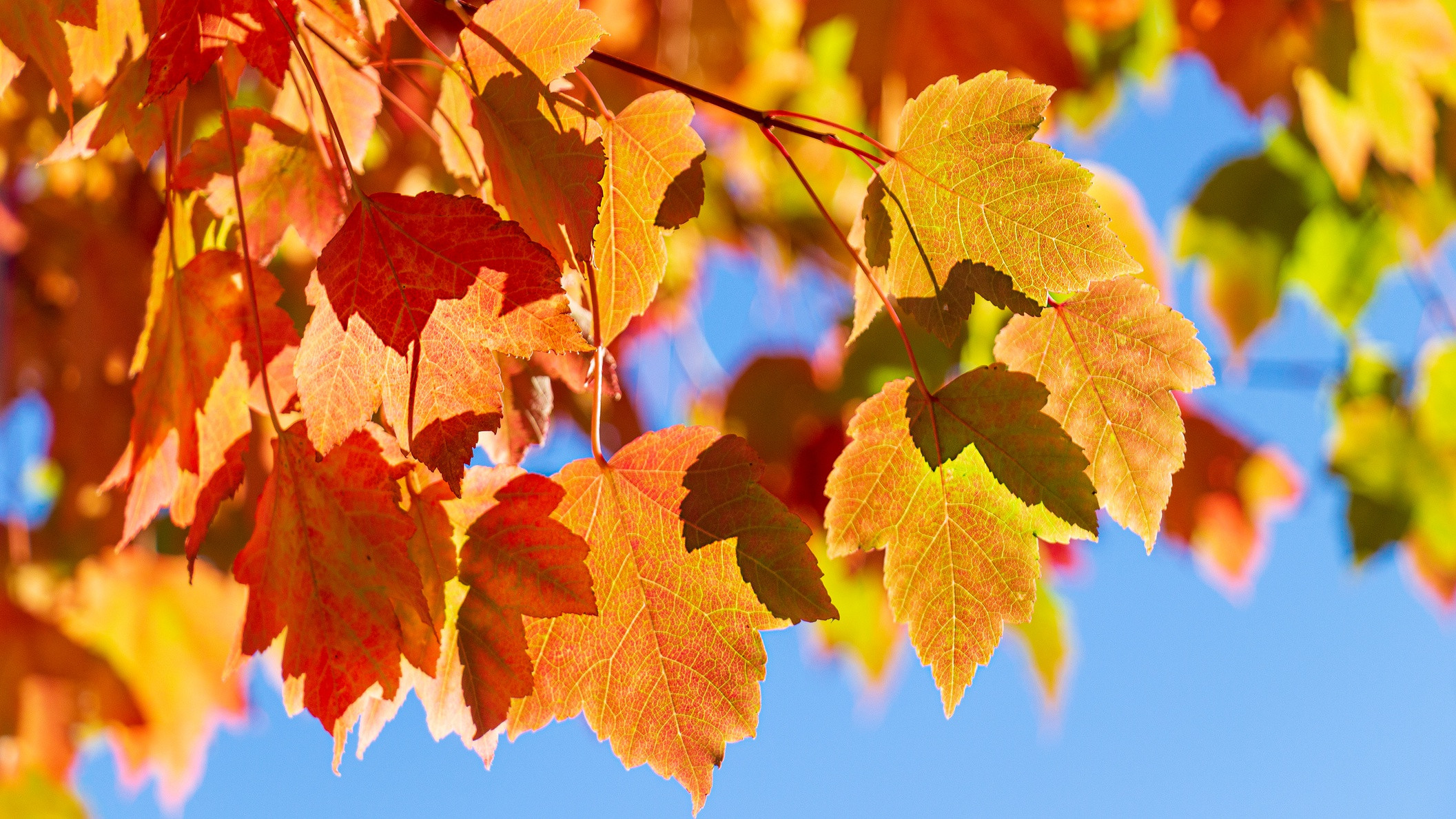 Fall 2024: When Does It Officially Begin? The Autumnal Equinox Is This Weekend!