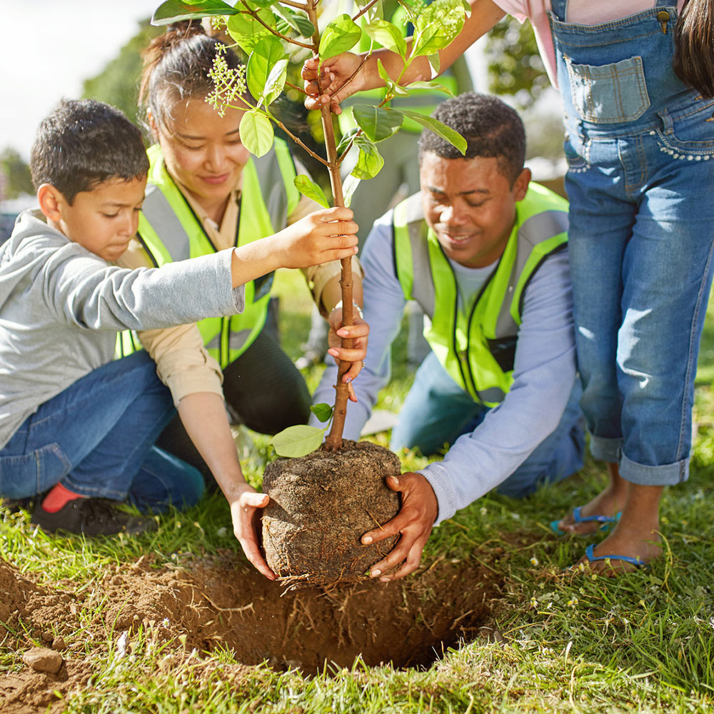 Forget Flowers! This Valentine's Day, Plant a Tree and Save the Planet!