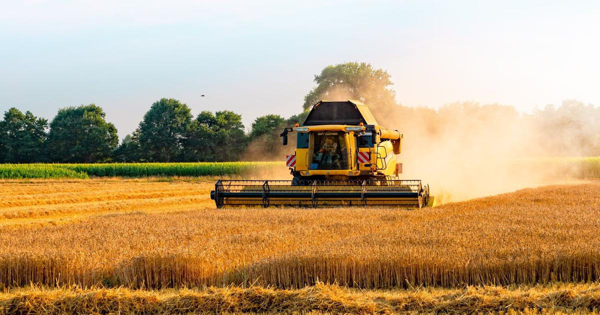 France Faces Worst Wheat Harvest in Decades, Leading to Global Grain Shortages