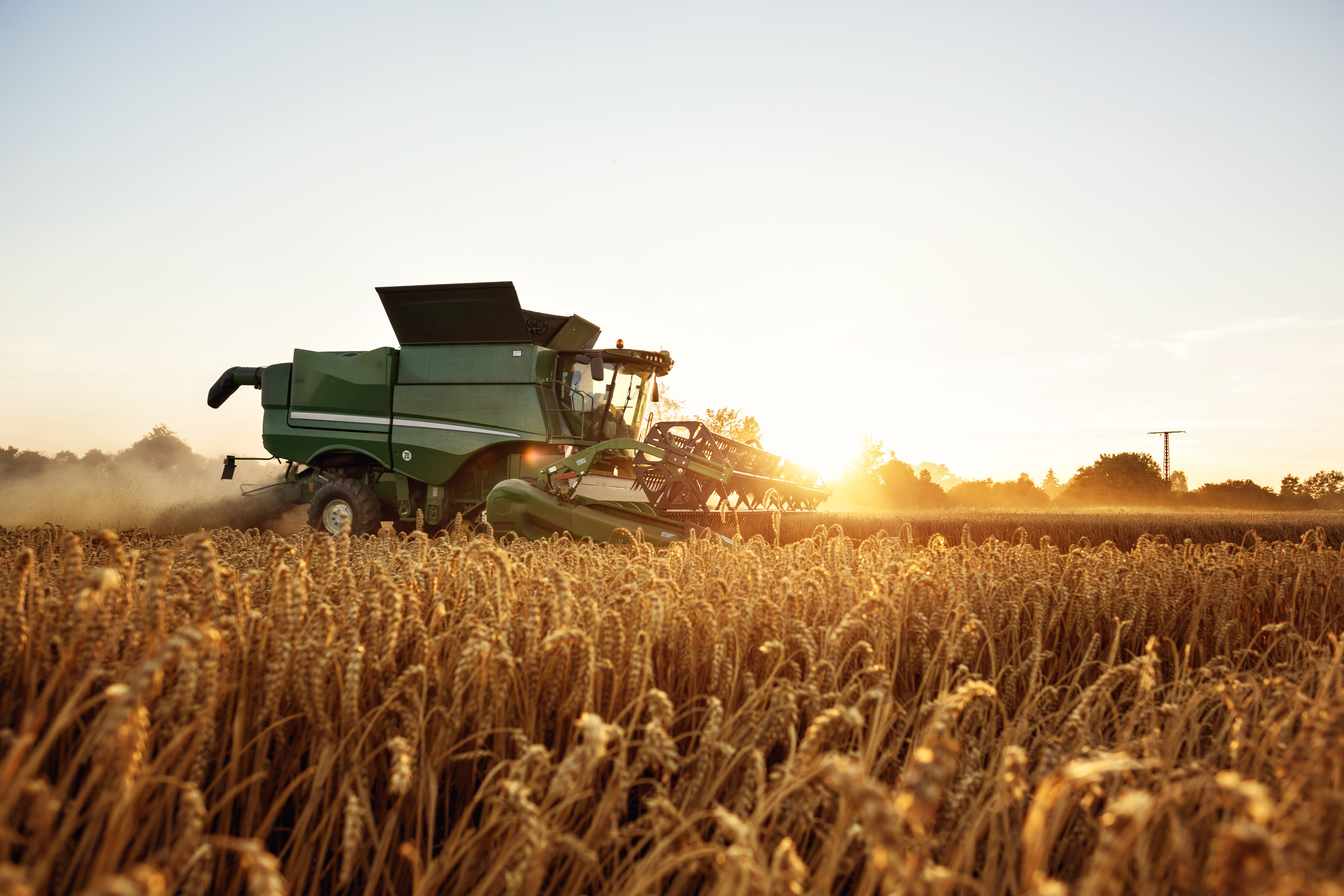 France Faces Worst Wheat Harvest in Decades, Leading to Global Grain Shortages