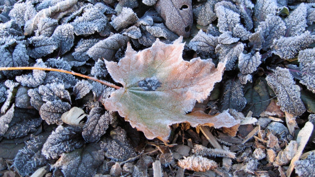 Frost Advisory Issued for Windsor-Essex and Chatham-Kent: Protect Your Plants from the Chill