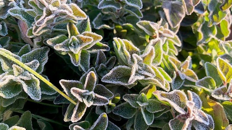 Frost Advisory Issued for Windsor-Essex and Chatham-Kent: Protect Your Plants from the Chill