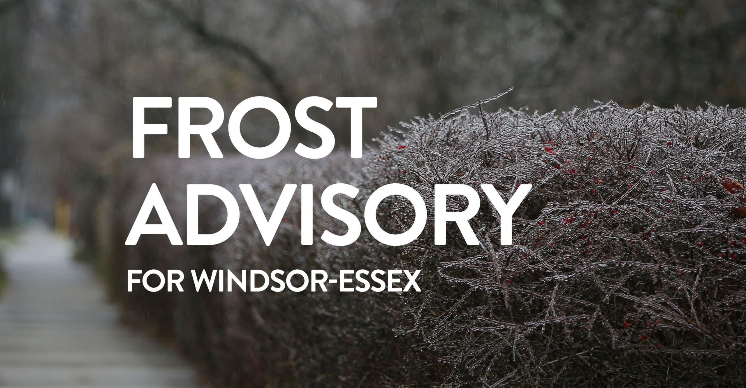 Frost Advisory Issued for Windsor-Essex and Chatham-Kent: Protect Your Plants from the Chill