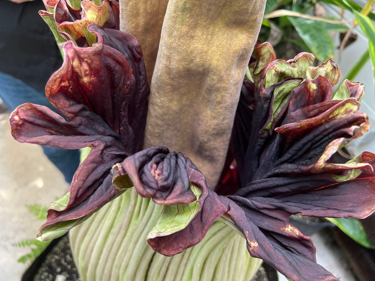 Geelong's Corpse Flower is Blooming! Smell the Rotting Flesh, Witness the Phenomenon