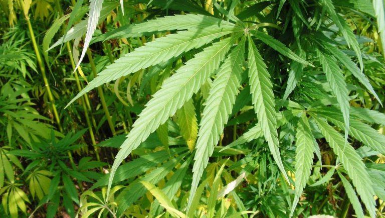 Georgia Hemp Farming Act Takes Effect, Restricting Sales to Minors