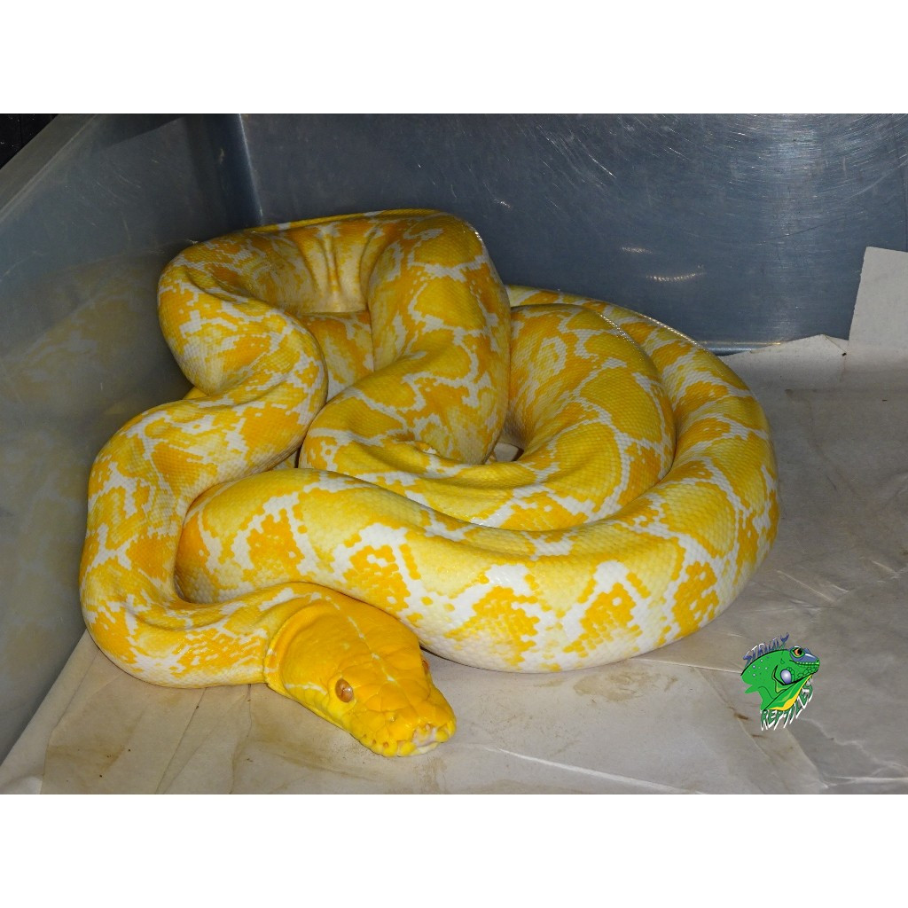 Giant Albino Python Seized in New York Home: Owner Overwhelmed by Its Growth