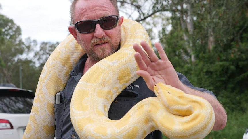 Giant Albino Python Seized in New York Home: Owner Overwhelmed by Its Growth