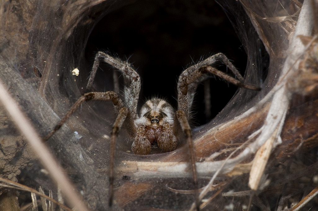 Giant Funnel-Web Spider Species Discovered in Australia: Is it More Venomous?