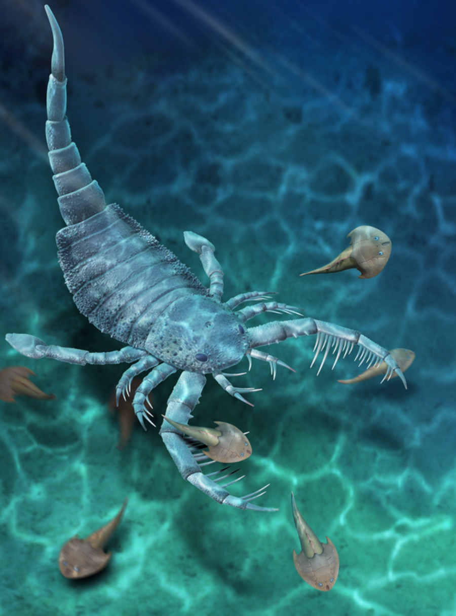 Giant Sea Scorpions Roamed Ancient Australia, Fossils Reveal