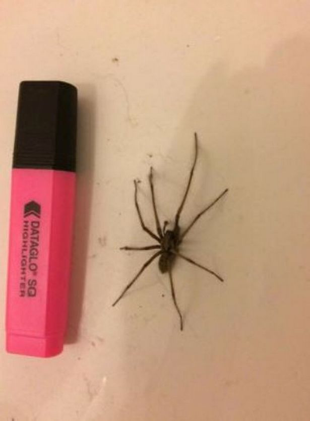 Giant Spiders Invading UK Homes: How to Keep Them Out This Season