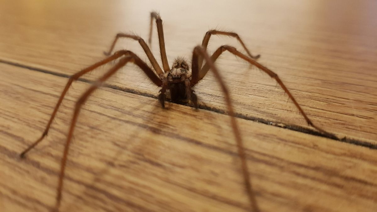 Giant Spiders Invading UK Homes: How to Keep Them Out This Season