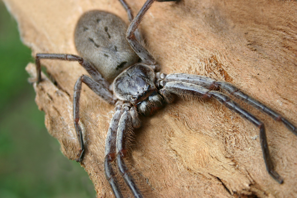 Giant Spiders the Size of Your Hand Have Invaded the UK, But They're Harmless (Mostly)