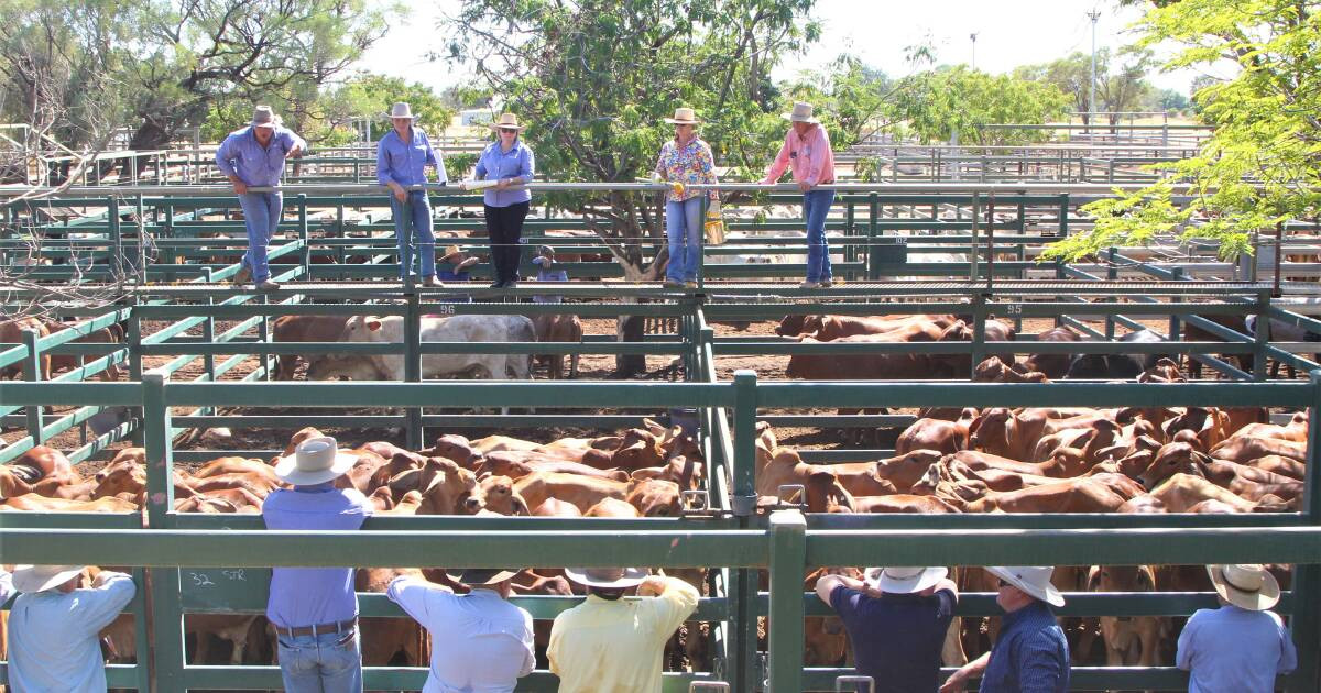 Global Beef Prices Soar: US Cattle Shortages Fuel Record Australian Exports