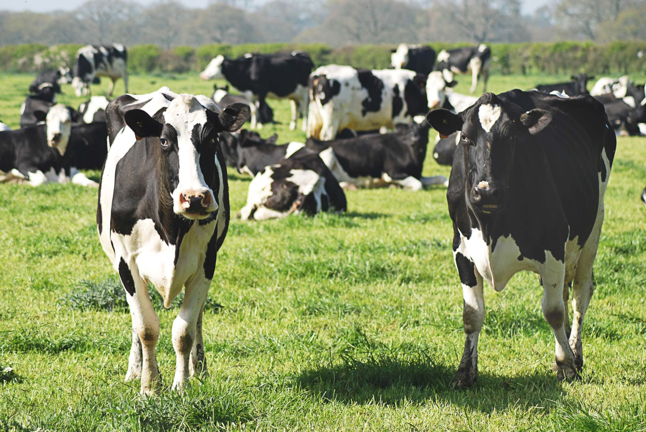 Global Dairy Giants See Modest Growth, But Major Restructuring Is On The Horizon