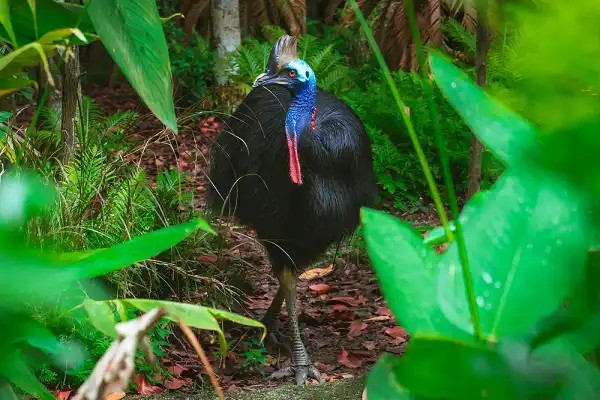 Gloucestershire in Pictures: From Cassowary Chicks to a Wood-Sculpted Masterpiece