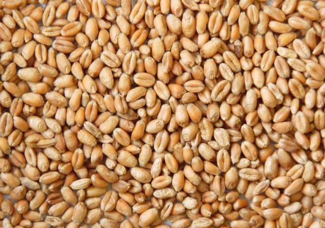 Grain Prices Rebound After Bottoming Out: UK Feed Wheat Futures Rise Close to £2/t