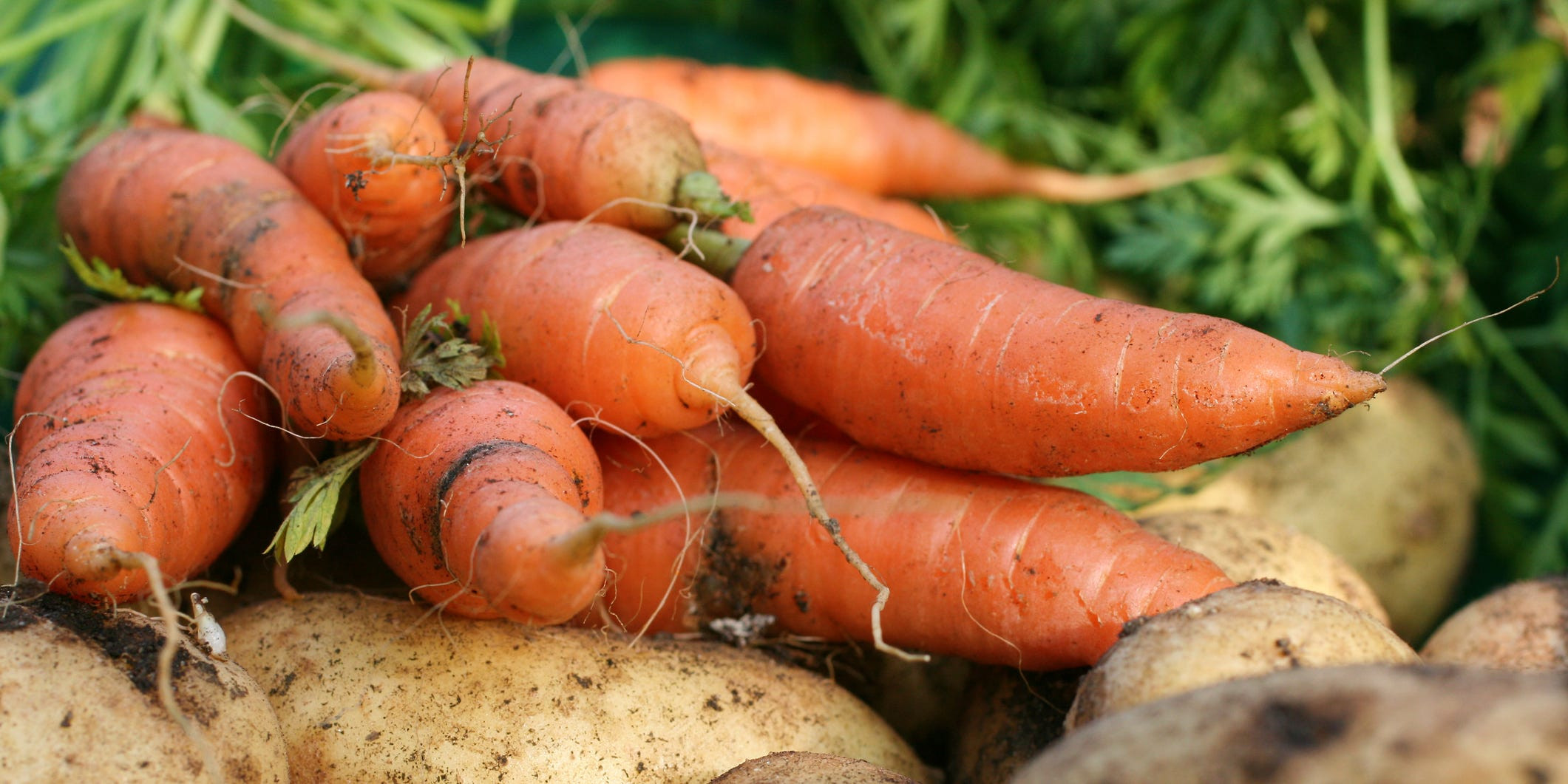 Grow Your Own Christmas Dinner: 3 Vegetables You NEED to Plant NOW