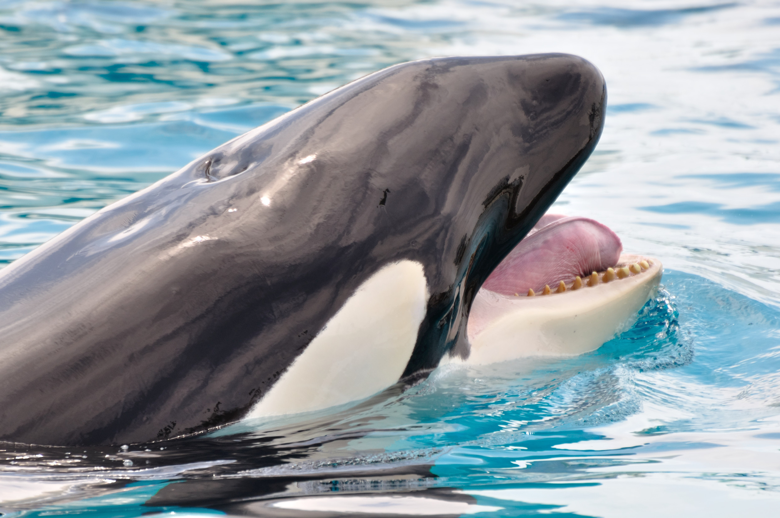 Heartbreaking: 'World's Loneliest Orca' Lies Motionless in Tiny Tank for 24 Hours