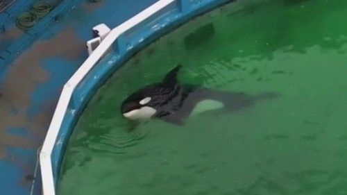 Heartbreaking: 'World's Loneliest Orca' Lies Motionless in Tiny Tank for 24 Hours