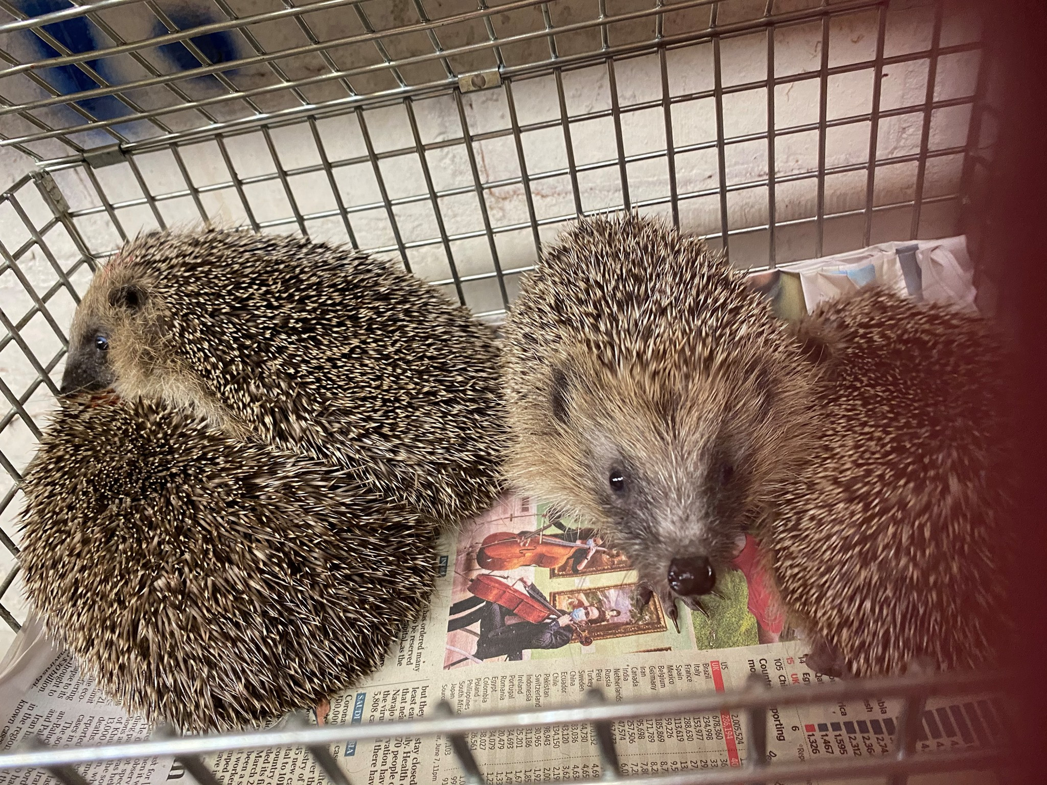 Hedgehog Rescue Needs New Home: Can You Help?