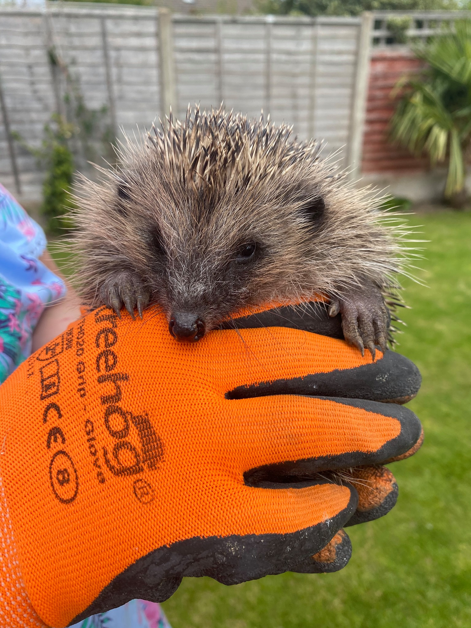 Hedgehog Rescue Needs New Home: Can You Help?