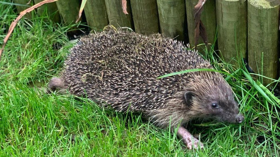 Hedgehog Rescue Needs New Home: Can You Help?