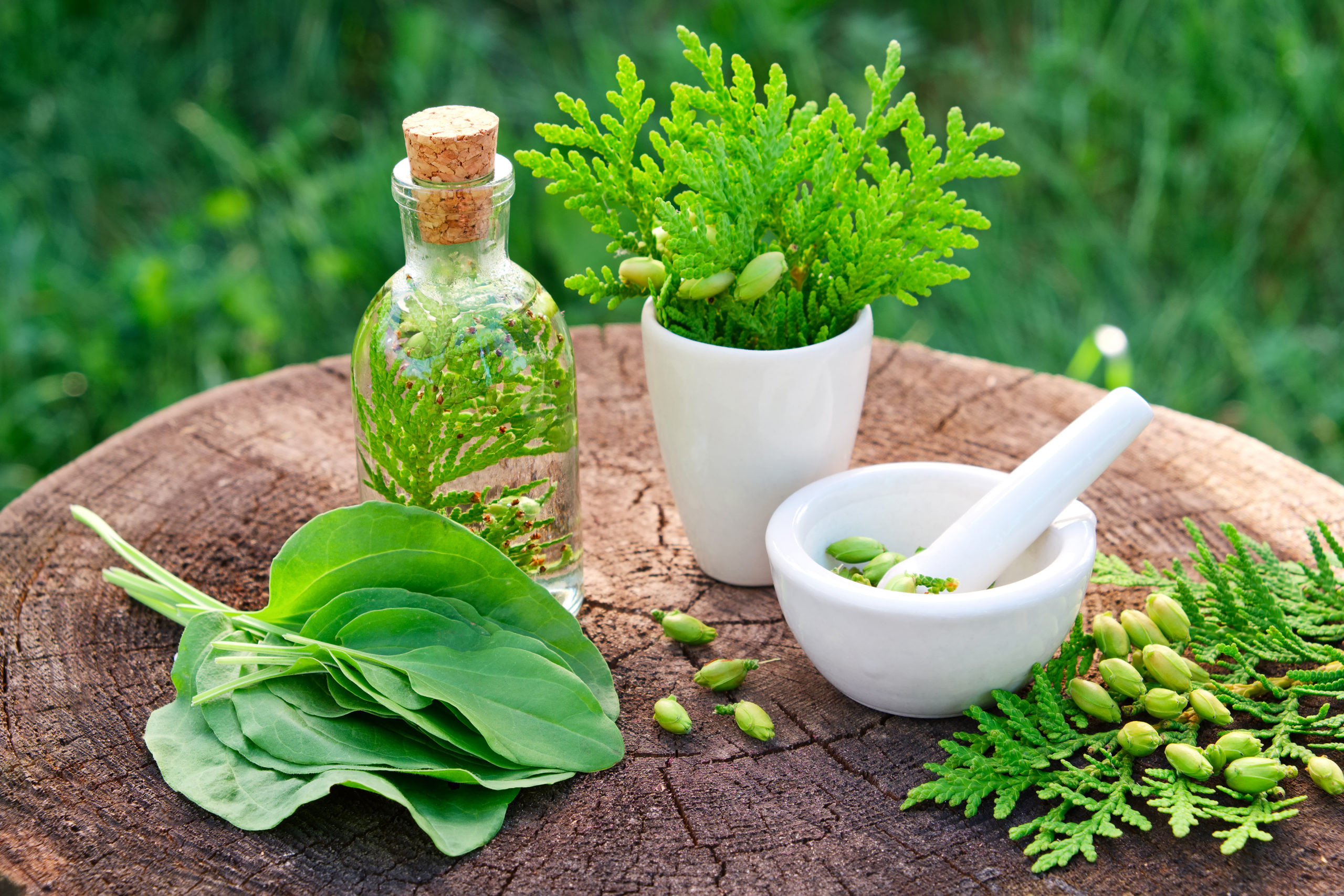 Herbal Supplement Sales Rebound in 2023: US Consumers Embracing Natural Health