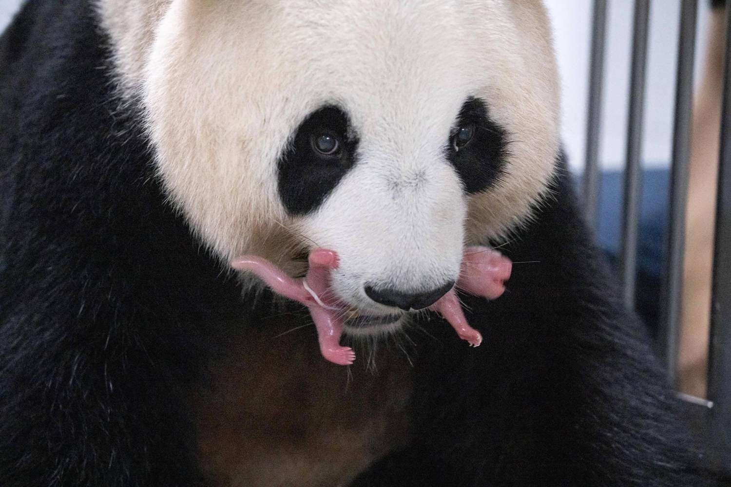 Hong Kong Welcomes First Panda Twins, Marking a Milestone for the Oldest First-Time Panda Mom