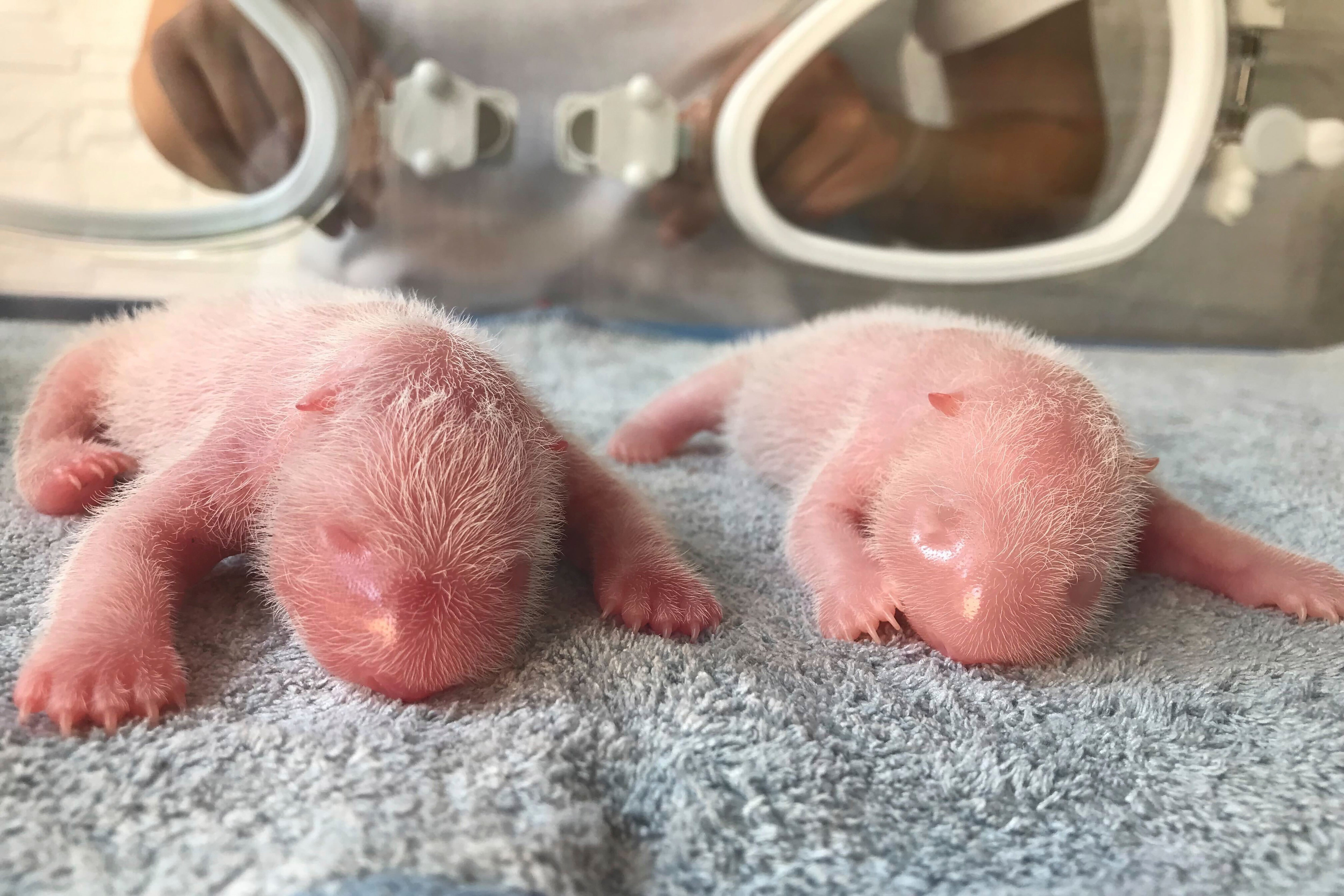 Hong Kong Welcomes First Panda Twins, Marking a Milestone for the Oldest First-Time Panda Mom