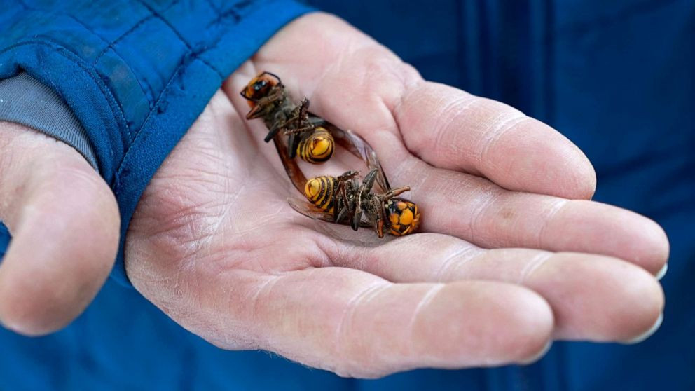 Horrifying! Asian Hornets Kill Hiker in France, Leaving 4 Hospitalized