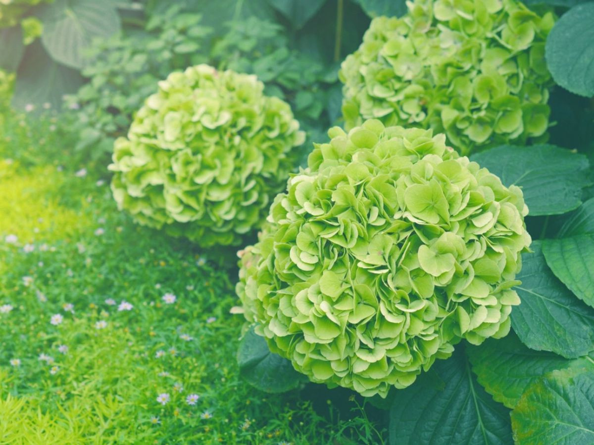 How to Get Hydrangea Blooms Bigger Than a Basketball: A Gardener's Secret Revealed