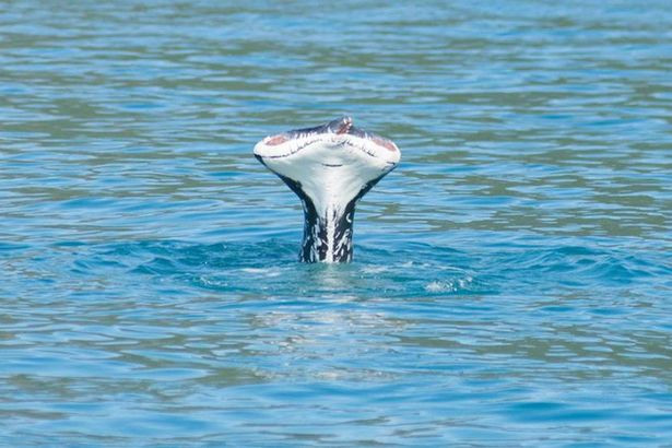 Humpback Whale Spotted Without Tail: Experts Link Loss to Entanglement