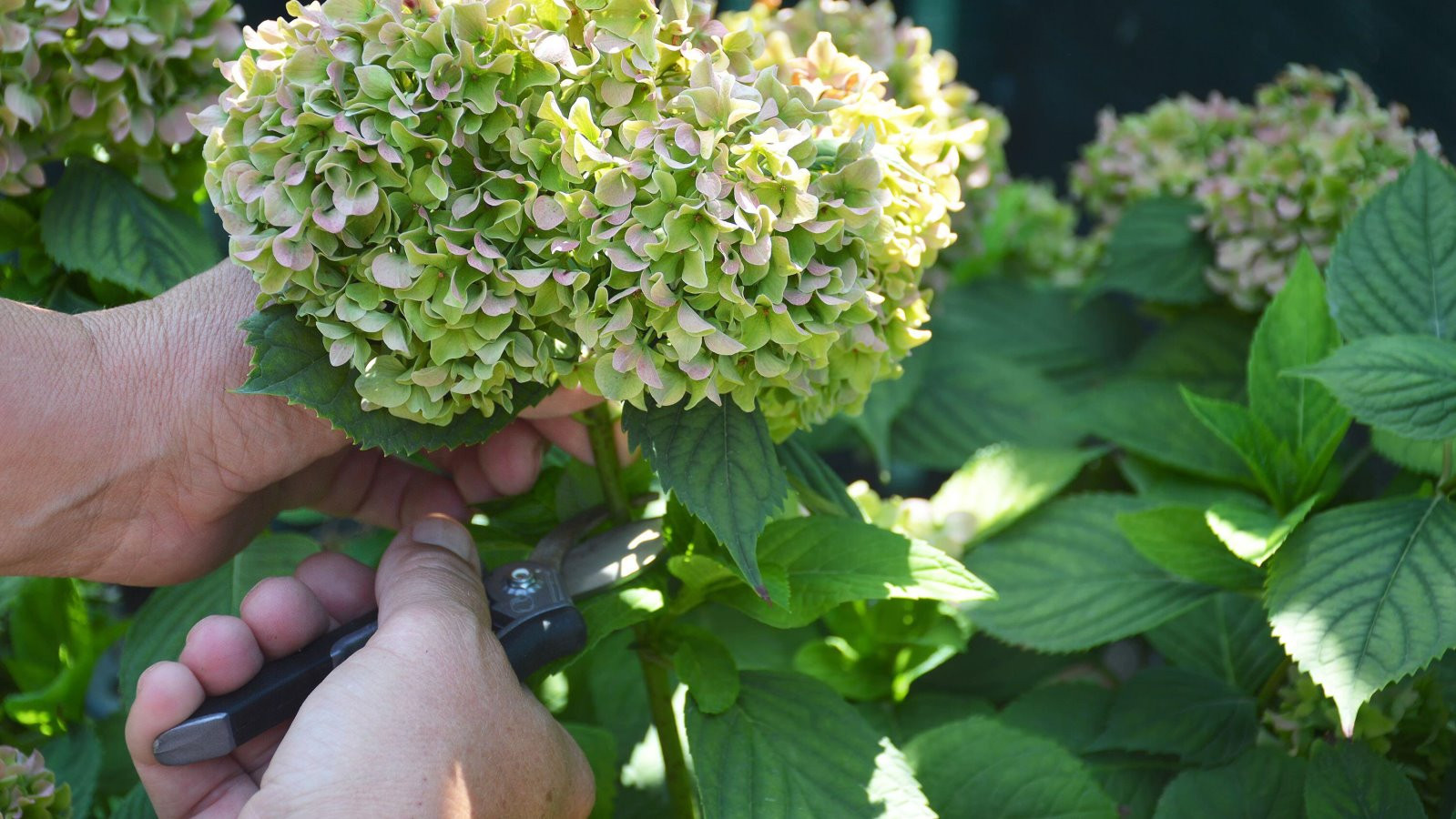 Hydrangea Pruning Mistakes: Are You Making This Common Error That's Stopping Your Blooms?